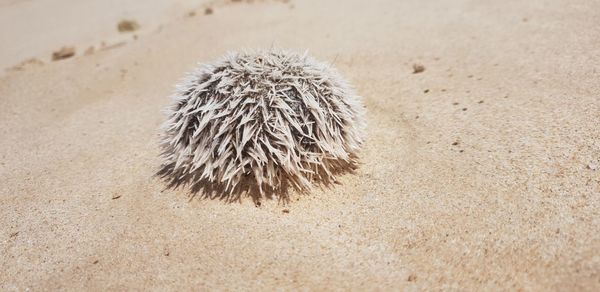 High angle view of crab on sand