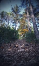 Trees growing on field in forest