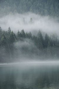 Scenic view of lake in forest against sky