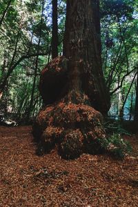 Trees in forest