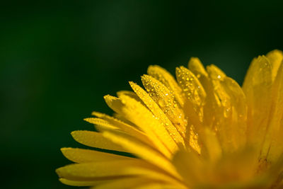 Close-up of yellow flower