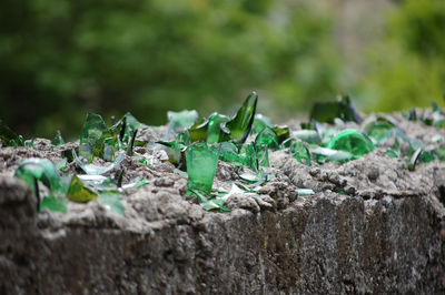 Broken bottles put on the walls for safety