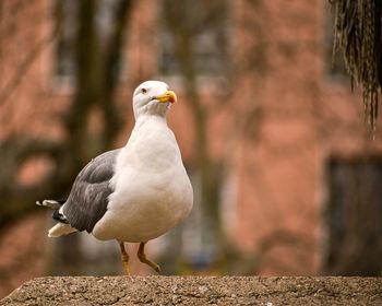 Close-up of seagull perching on retaining wall