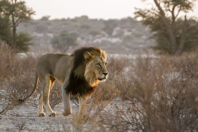 Lioness sitting on field