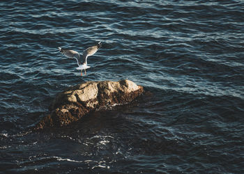 High angle view of seagull flying over sea