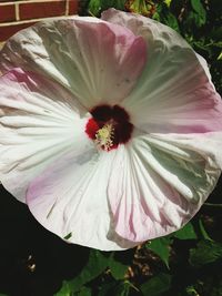 Close-up of pink flower