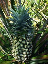 Close-up of fruits growing on plant