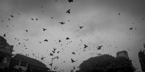 Low angle view of birds flying in sky