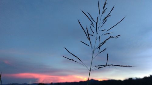 Silhouette plants against sky during sunset