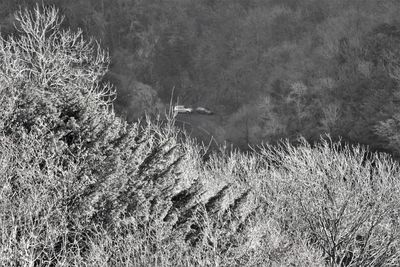 Bird flying over field