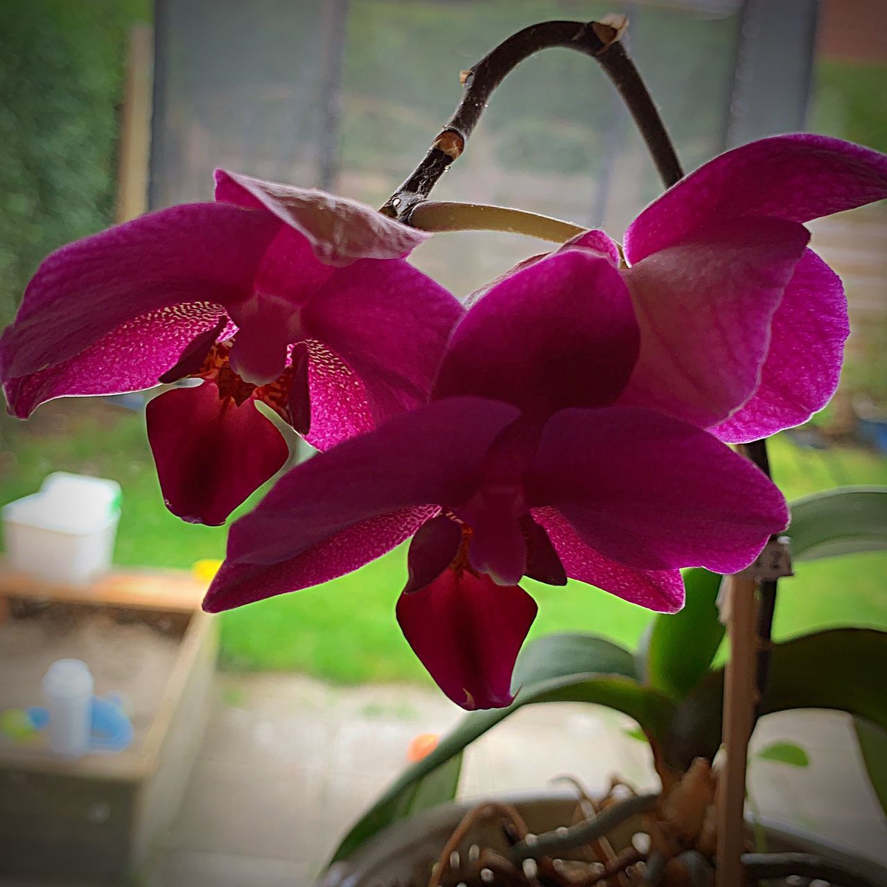 CLOSE-UP OF PINK ORCHID FLOWER