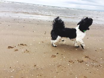 Dog on beach against sky