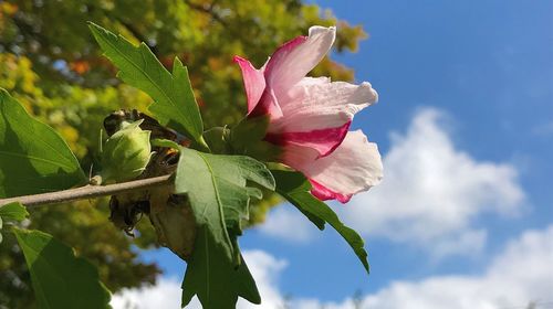 Close-up of flower blooming against sky