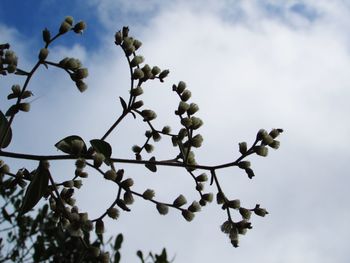 Low angle view of bird perching on tree against sky
