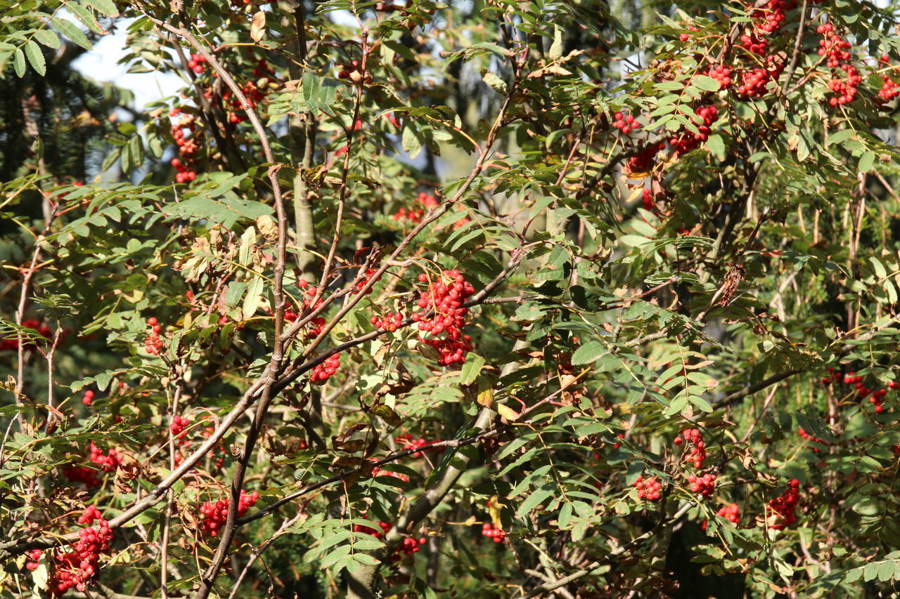 CLOSE-UP OF RED BERRIES ON PLANT