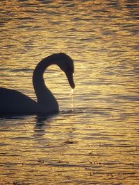 View of a duck swimming in lake