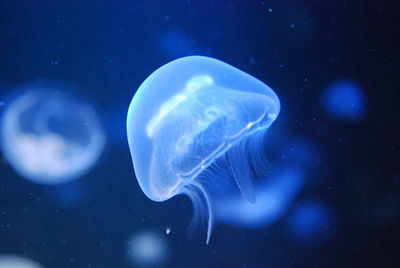 Close-up of jellyfish swimming in sea