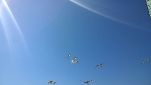 Low angle view of birds flying in sky