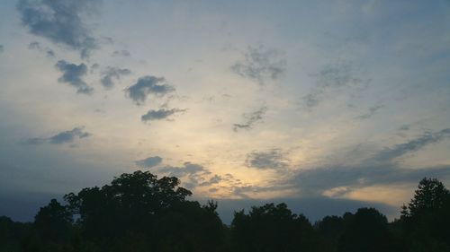 Low angle view of trees against sky