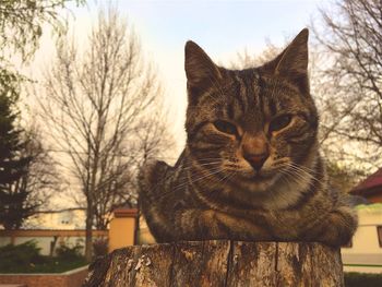 Cat looking away