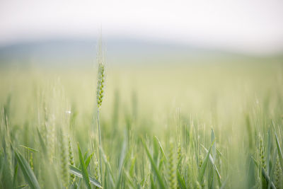 Close-up of wheat growing on field