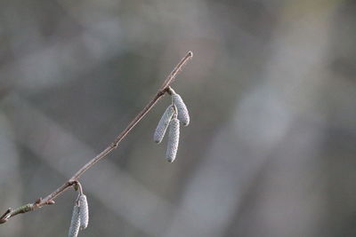 Close-up of frozen plant