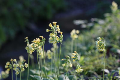 Close-up of flowers blooming in field