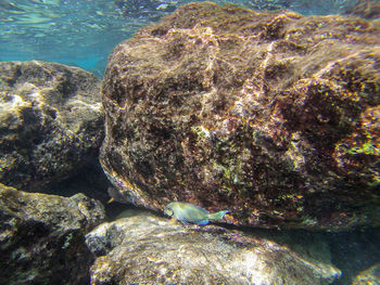 View of fish underwater