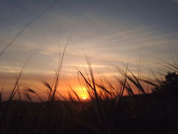 Close-up of grass against sky during sunset