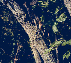 Low angle view of tree