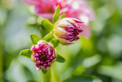 Close-up of pink flowering plant