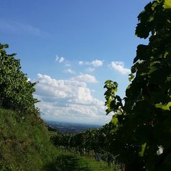 Trees on landscape against cloudy sky