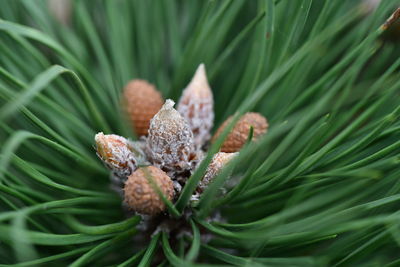 Close-up of plant