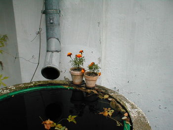 Flowers in container