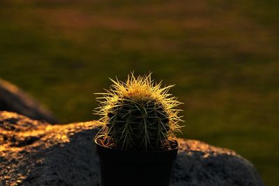 Close-up of cactus plant