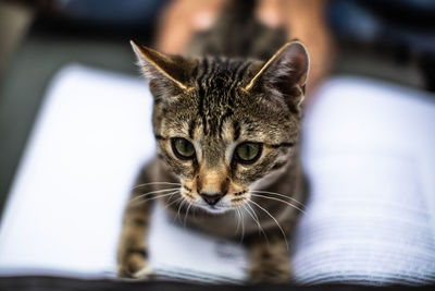 Close-up of tabby cat