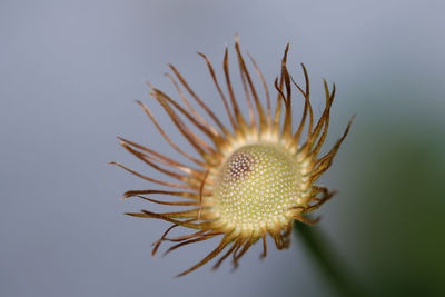 Close-up of white dandelion flower