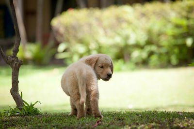 View of a dog looking away