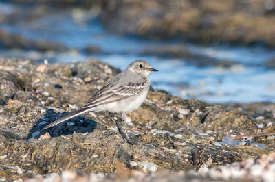 Close-up of bird perching on field