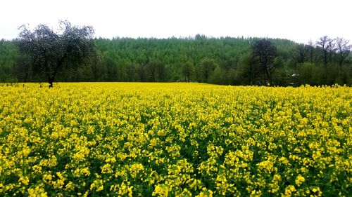 Scenic view of oilseed rape field against sky