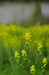 Close-up of fresh yellow flowers in field