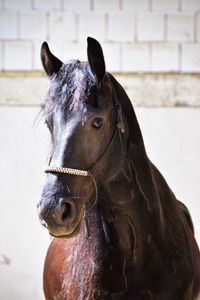 Close-up of horse