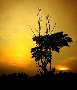 Silhouette of trees at sunset