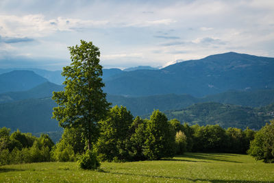 Scenic view of trees and mountains against sky