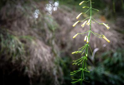 Close-up of plant growing on field