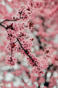 Close-up of pink cherry blossom