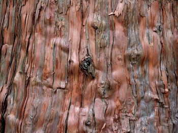 Full frame shot of wooden tree trunk