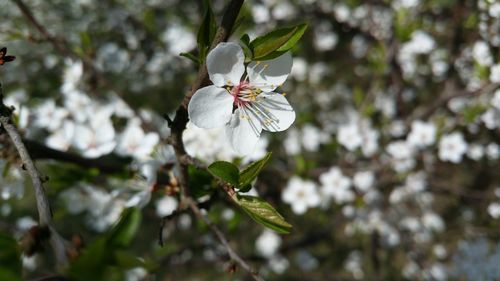 Close-up of white blossom on branch