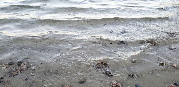 High angle view of crab in water