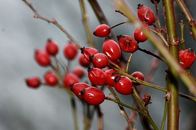 Close-up of berries growing on tree